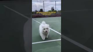 Mother i m not chunky  #samoyed #dog #pets #shortsfeed