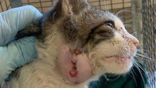 Enormous Botfly Larvae Removed From Cat's Head (Part 21)