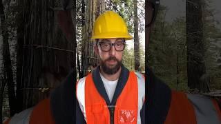 angle so intense it makes your heart race  #cutdowntrees #satisfying #chainsaw #ice #snow #shorts