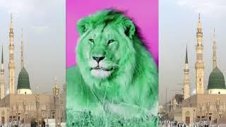 Hear the Muslim lion amazing Video