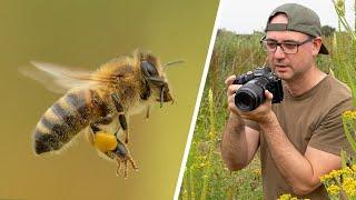 How to Photograph Bees in Flight (EF 100mm F/2.8 Macro Lens & Canon R6) - No Flash