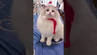 Aww cute cat videos funny 2021 || Cat-Cash Compilation china Tiktok || Cat Meow