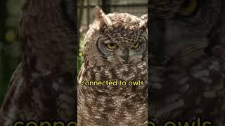 A Parliament of Owls #shorts