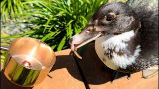 Young Duck Martini Eats the Earthworms