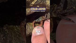 Sounds from CRAB PEDICURE  | Crab ASMR Sounds  #shorts