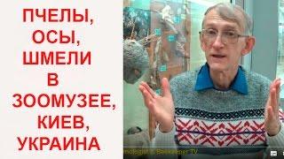 Экскурсия Энтомолога: О Пчелах, Осах и Шмелях в Природоведческом Музее в Киеве