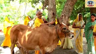 गौ माता चार भाषाओं में बात करती हे @