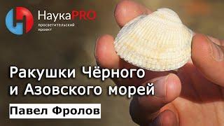 Ракушки Чёрного и Азовского моря | Малакология – палеонтолог Павел Фролов | Научпоп