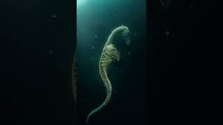 wow scary seahorse right, its scary but cute too...  #cute #creepy  #animals  #scary #shorts #short