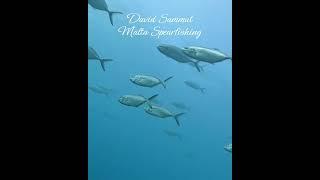 What a Sight! #pescasub #seafood #spearfishing #fish #gopro #fishing #pesca #viralshorts #shorts