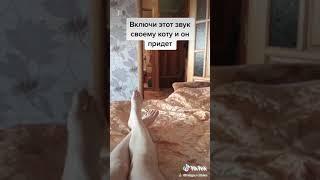 Как позвать к себе кота