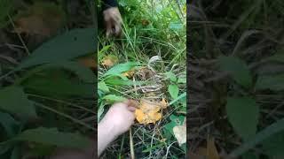 Грибы Лисички Сбор грибов Грибной Сезон 2 #грибы #грибы