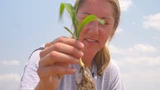 Shelby walks another corn field with soil discussion and strategy