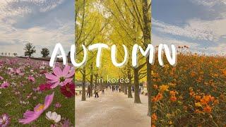 Autumn in Korea | Nami Island | Cosmos Flowers | South Korea | 한국의 가을 | 남이섬 | 코스모스 꽃 | 종합행사장