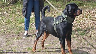 Erfolgreiches Hundetraining mit Körpersprache ohne Leckerchen #hundeerziehung #rottweiler