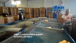 ALBION - LINEA CLASIFICADORA ZAPALLOS ANCOS