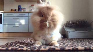 Cookie - Funny Lionhead Bunny