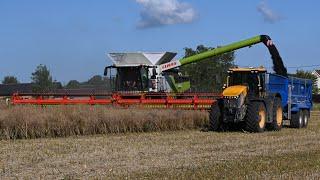 Harvest 2024 - Combining OSR With Claas Lexion 8900 & JCB Fastrac 8330