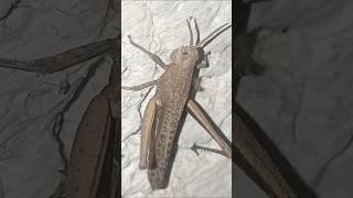 Grasshopper on the wall   #youtubeshorts  #greengrasshopper    #inset   #birds    #wildlife   #2025