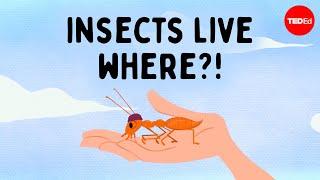 Are there any places on Earth with no bugs? - Charles Wallace