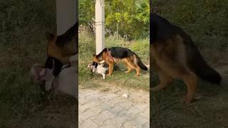 Best guard dog in the world | Most intelligent dog breed German shepherd #dog #pitbull #gsd #shorts