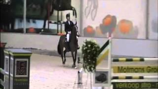 Ciola `Sporthorses from Holland` FOR SALE peter bulthuis