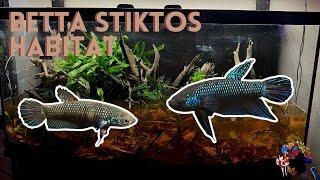 Blackwater Paludarium | Adding Fish | Betta Stiktos