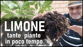 Come riprodurre la pianta del LIMONE in modo gratuito e semplicissimo