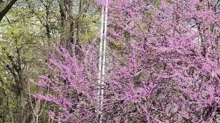 Spring in Tashkent  Весна в Ташкенте