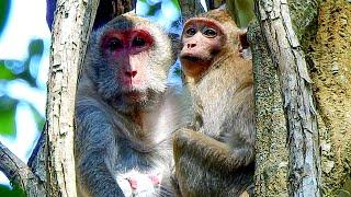 Saddest.. Br@t Jonna may de_pression if Jane monkey weaned her successful in month.