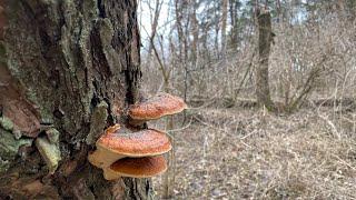 Весной сюда мы ещё не ходили! В начале марта в лес по грибы! Вот это да, как будто первый раз здесь!