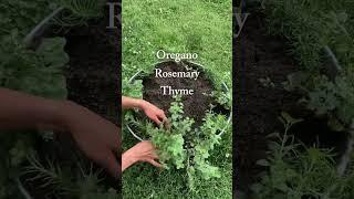 You can create the super simple herb garden for just $60 #garden #herbs #budgetgardening #plants