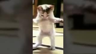 Arapça şarkıyla kedi dans ediyor  #tiktok #kids #kedi #çocuk #dans #müzik #şarkı