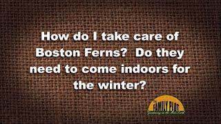 Q&A – How do I take care of Boston Ferns especially in the winter?