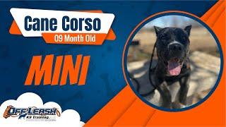  Mini's Magical Makeover: Unleashing Potential at Off Leash K9 Training Oklahoma ‍