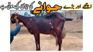 اچھی بکری کی حوانے سے پہچان اور اس کی تیاری کیسے کی جاۓ // goat life line farm