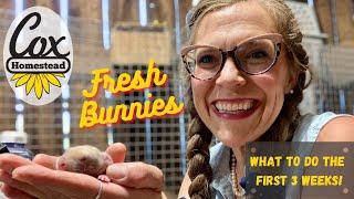 Fresh Bunnies: What to do the first 3 Weeks.  Raising rabbits with Cox Homestead