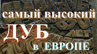 Самый ВЫСОКИЙ Дуб в ЕВРОПЕ/Дуб Патриарх/ЦАРЬ Дуб/самый старый ДУБ в БЕЛАРУСИ/Пожежинский ДУБ