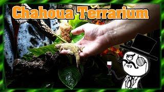 Terrarium einrichten | Mniarogekko chahoua