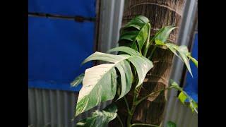 Epipremnum Pinnatum Albo Variegated। Tropical Indoor Garden।