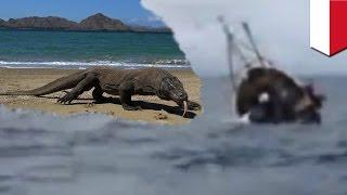Indonesian ferry disaster: Komodo dragon sightseers feared lost after boat sinks