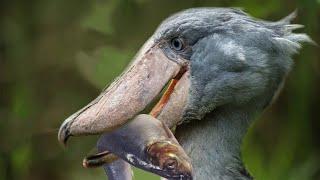 The bird are known as modern dinosaur - Shoebill