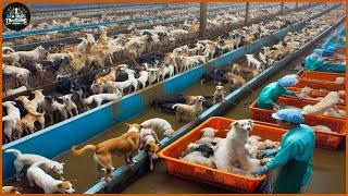 How Chinese farmers raise more than 10 million dogs for meat every year - China Dog Farm