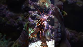 Giant Mantis Shrimp vs. Octopus