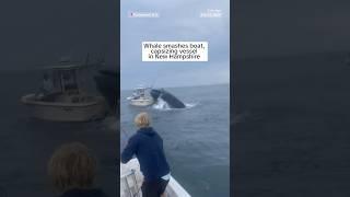 Whale smashes boat, capsizing vessel in New Hampshire