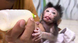 This is the first time a newborn baby monkey drinks milk using a milk bottle