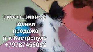 #влог ЦЕНЫ в видео ПРОДАЖА #Мини чихуахуа питомник Кастропуло Крым +79787458062 доставка  по миру 