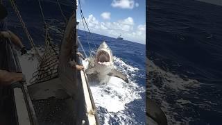 Shark Leaps Out of Water to Attack Crew Member#Shipside Thrills#Shipside#Shark Attack