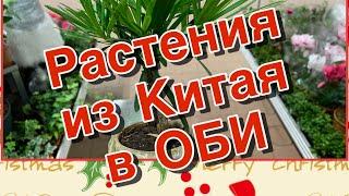 Упс!!! РАСТЕНИЯ из КИТАЯ  в ОБИ🪴Неожиданно! Купить или как? (декабрь 2024)