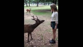 Bowing Deer of Nara, Japan